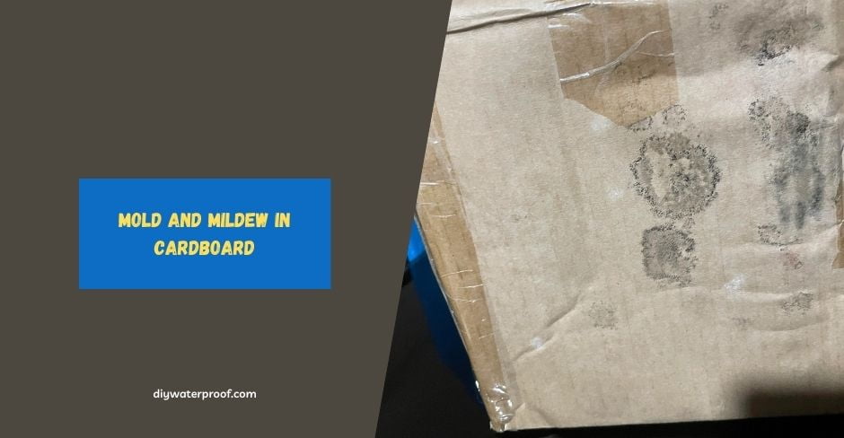 Mold and Mildew in Cardboard